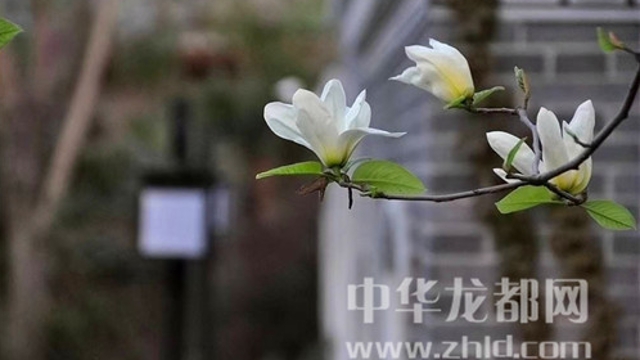 淮陽蓮舍，多了一份味道