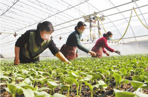 扶溝：全力確?！安嘶@子”種苗供應(yīng)