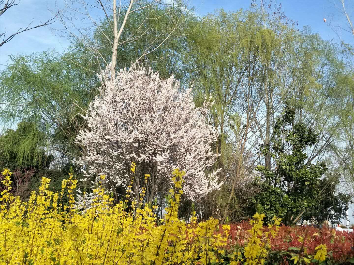 春天里，我們一起來(lái)看花